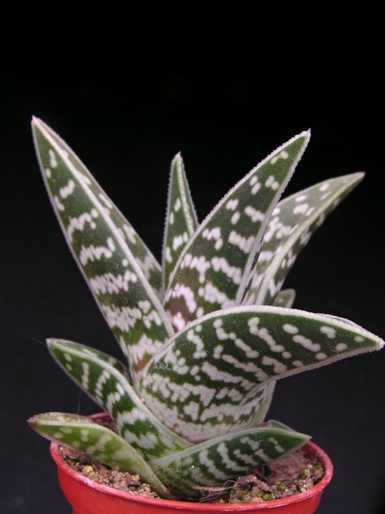 gonialoe-variegata--vanvykskraal.jpg