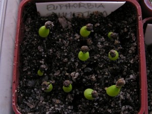 Výsev Euphorbia obesa ssp.symmetrica