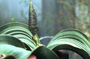 5. Některé rostliny jsou dvoudomé a patří mezi ně i vzácná Welwitschia mirabilis. Na snímku samičí květenství.