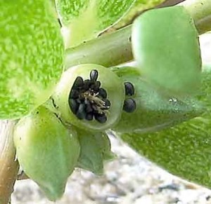 Portulaca oleracea subsp.sativa - plod