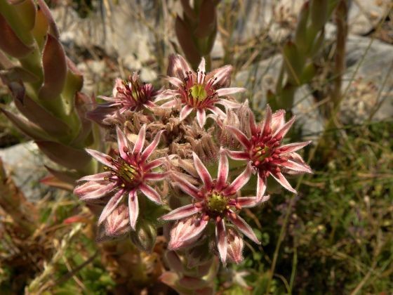 sempervivum-marmoreum-dinaricum-orjensko-sedlo.jpg