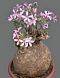 pachypodium-succulentum_mini.jpg