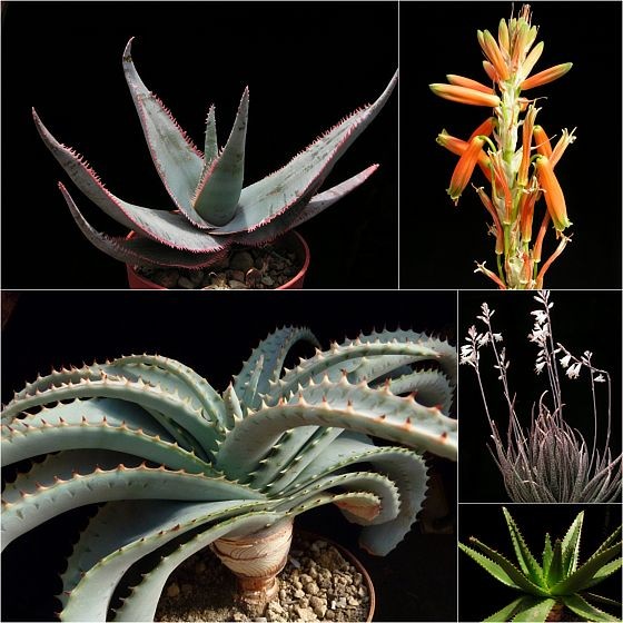 Aloe laeta, Aloe pratensis - květenství, Aloe suprafoliata, Aloe albiflora, Aloe cipolinicola