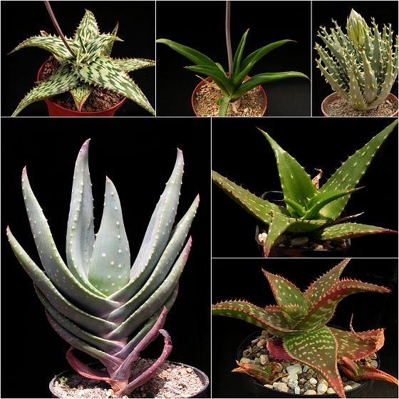 Aloe somaliensis, Aloe richardsiae, Aloe longistyla, Aloe dumetorum, Aloe secundiflora, Aloe commutata