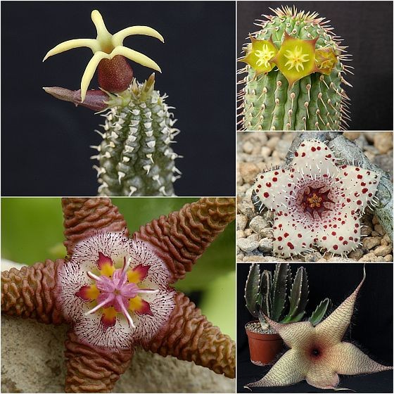 Echidnopsis watsonii, Stapelia flavopurpurea, Hoodia flava, Stapelianthus madagascariensis, Stapelia gigantea