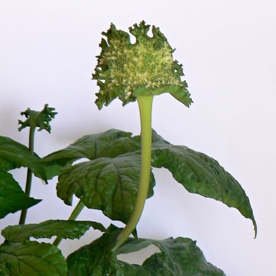 Dorstenia contrajerva