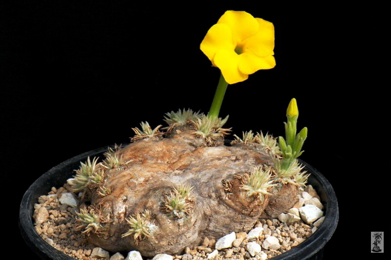 Pachypodium brevicaule