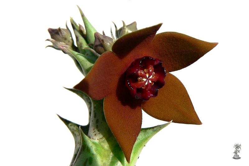 Orbea abayensis (syn. Angolluma gilbertii, Orbea gilbertii)