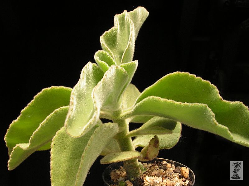 Kalanchoe lateritia