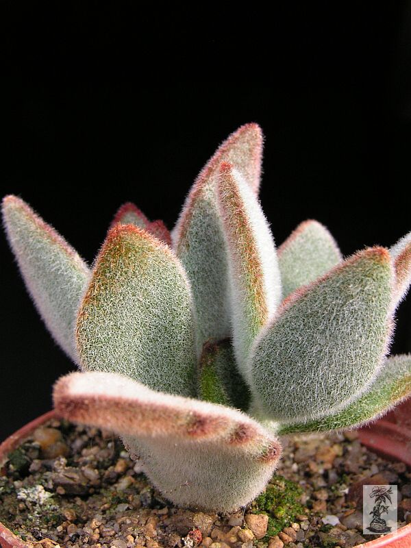 Kalanchoe tomentosa