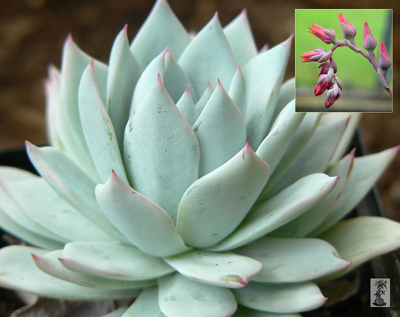 Echeveria peacockii