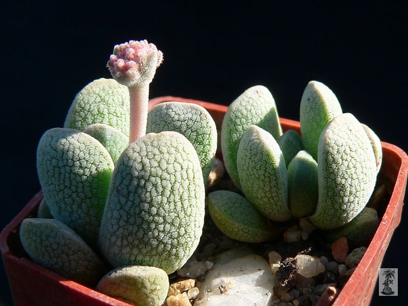 Crassula tecta, Ladismith