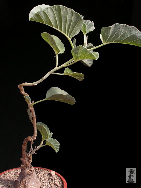 Ipomoea longituba