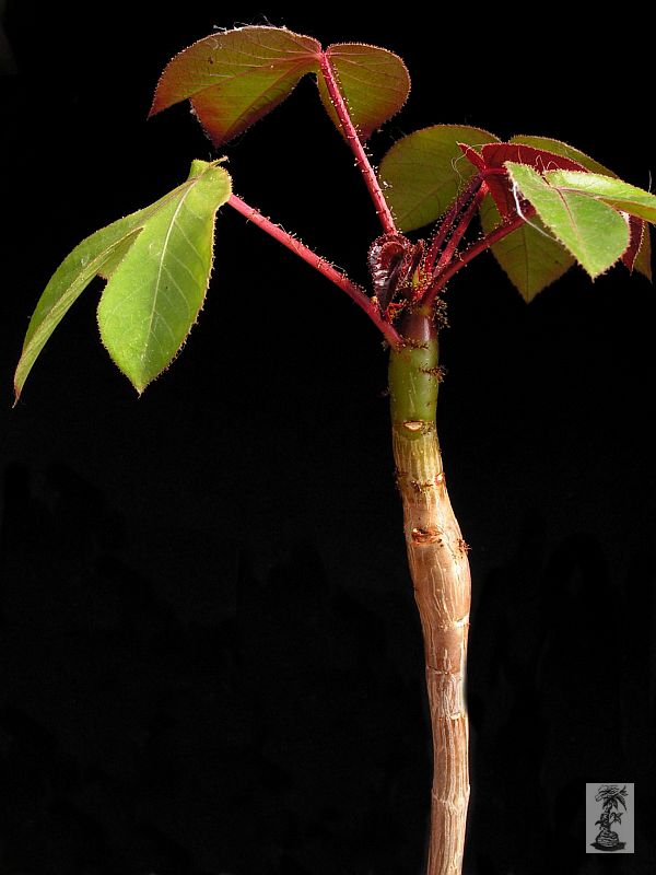 Jatropha gossypiifolia