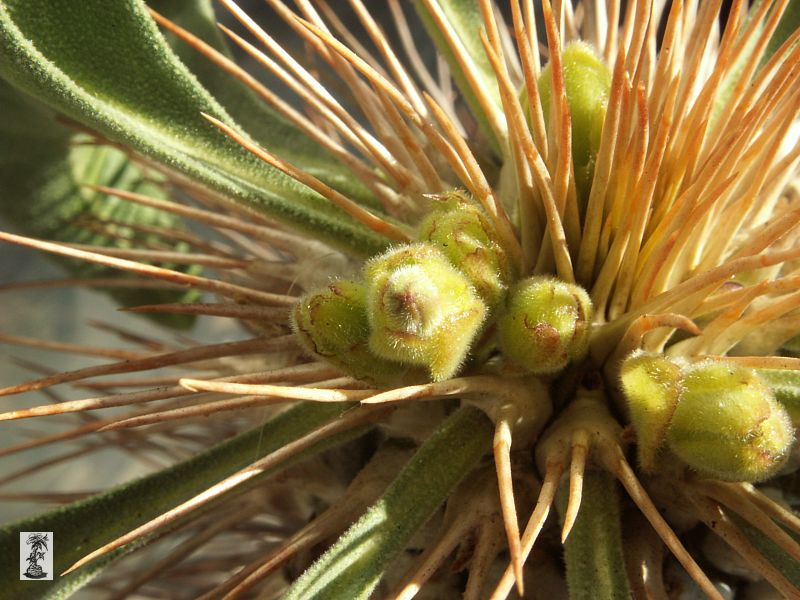 Pachypodium namaquanum - poupata