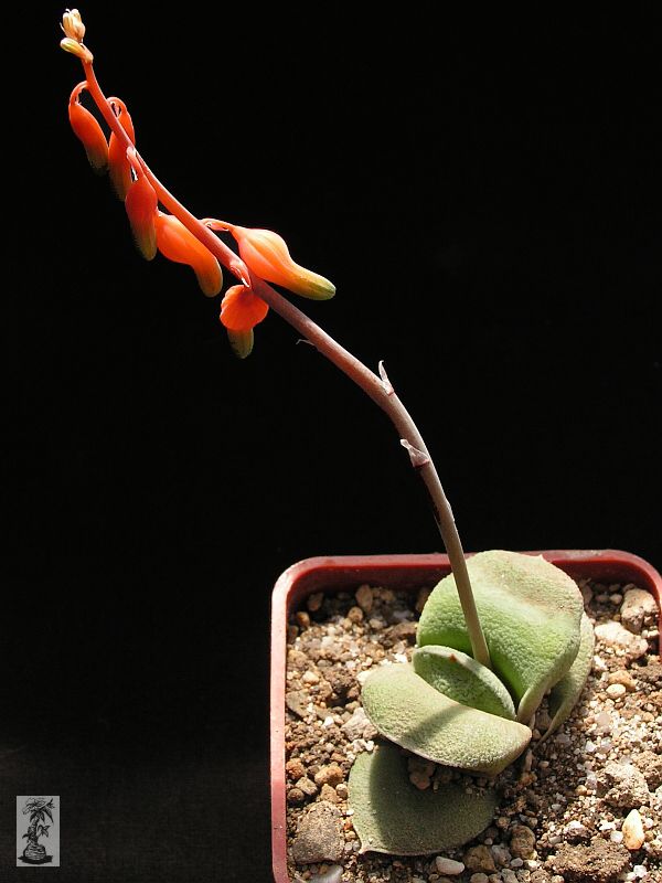 Gasteria glomerata