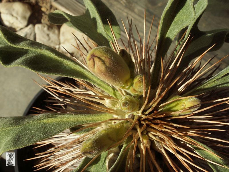 Pachypodium namaquanum -  poupata