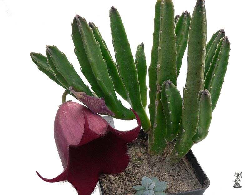 Stapelia leendertziae