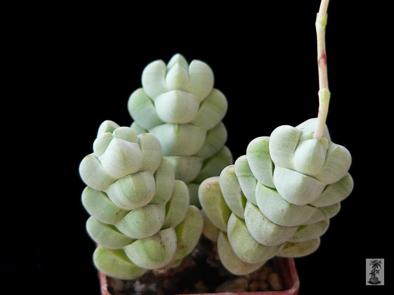 Crassula plegmatoides, Holgat