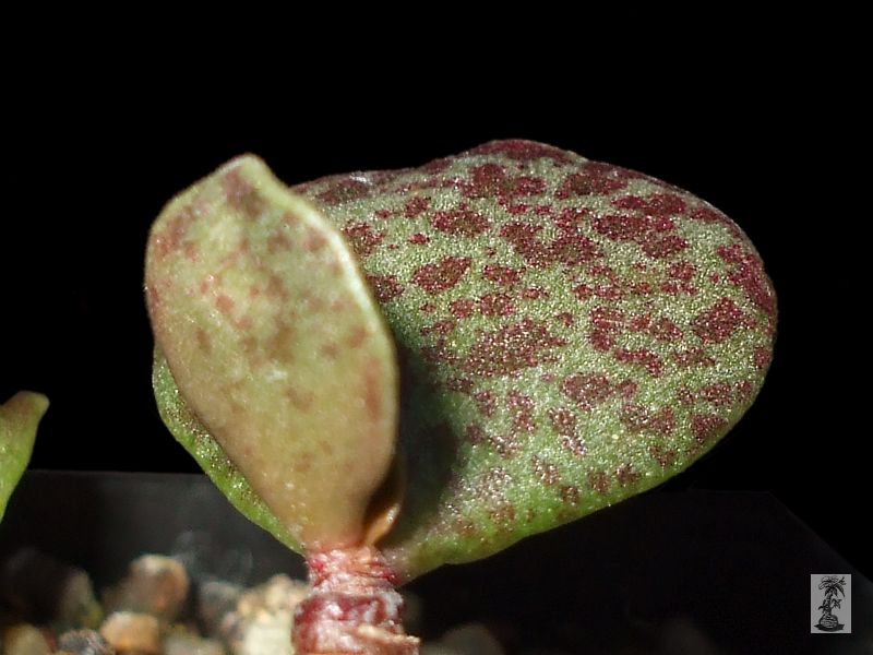 Adromischus alstonii, Khamieskroon