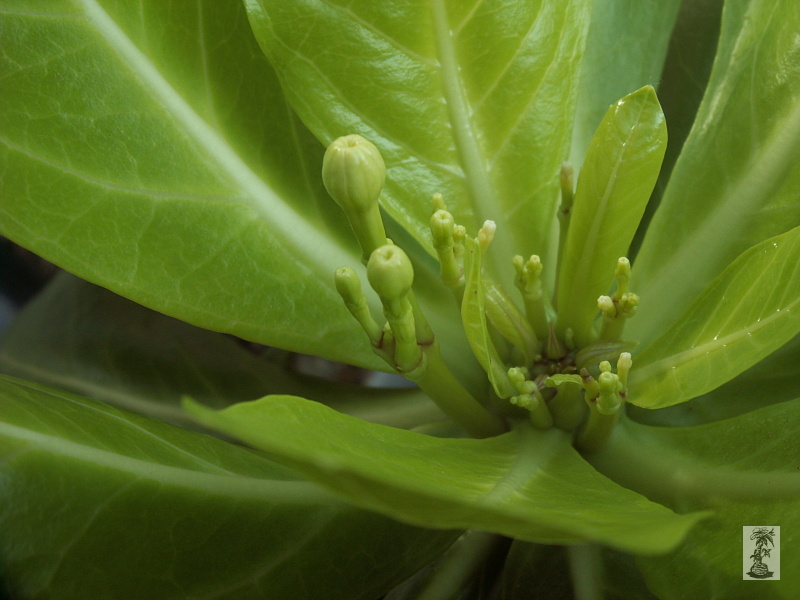 Brighamia insignis