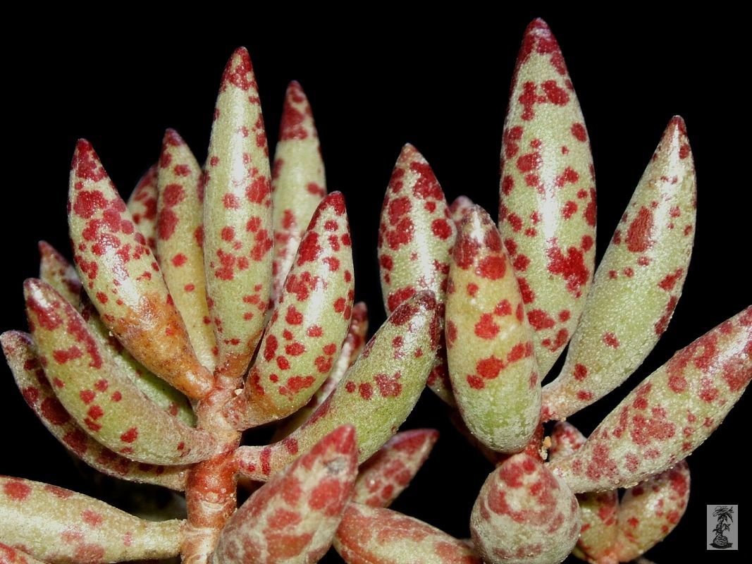 Adromischus filicaulis, Vanrhynsdorp