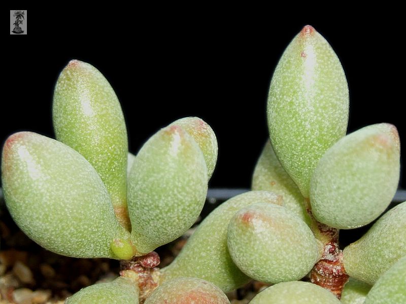 Adromischus filicaulis GDR 413