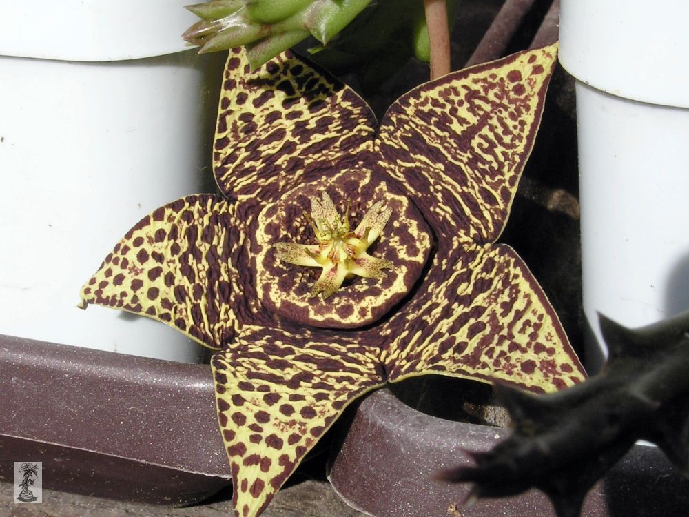 Orbea variegata