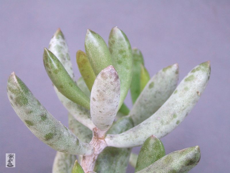 Adromischus filicaulis,