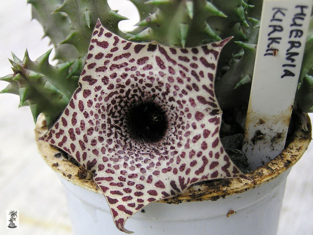 Huernia kirkii