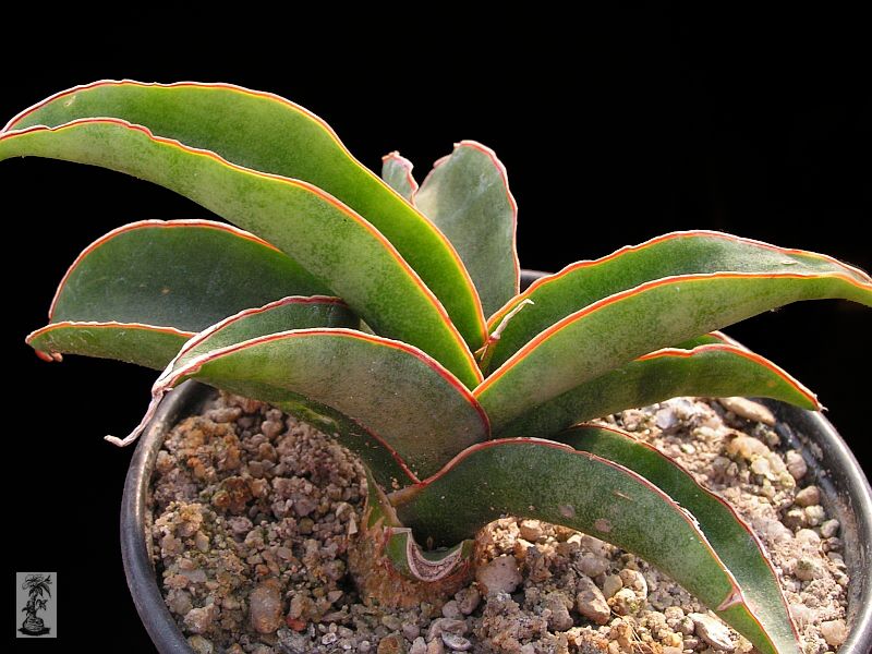 Sansevieria forskaoliana