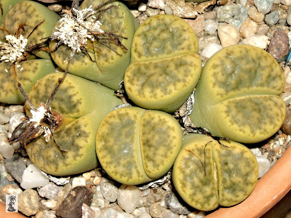 Lithops bromfieldii var. insularis 'Sulphurea'