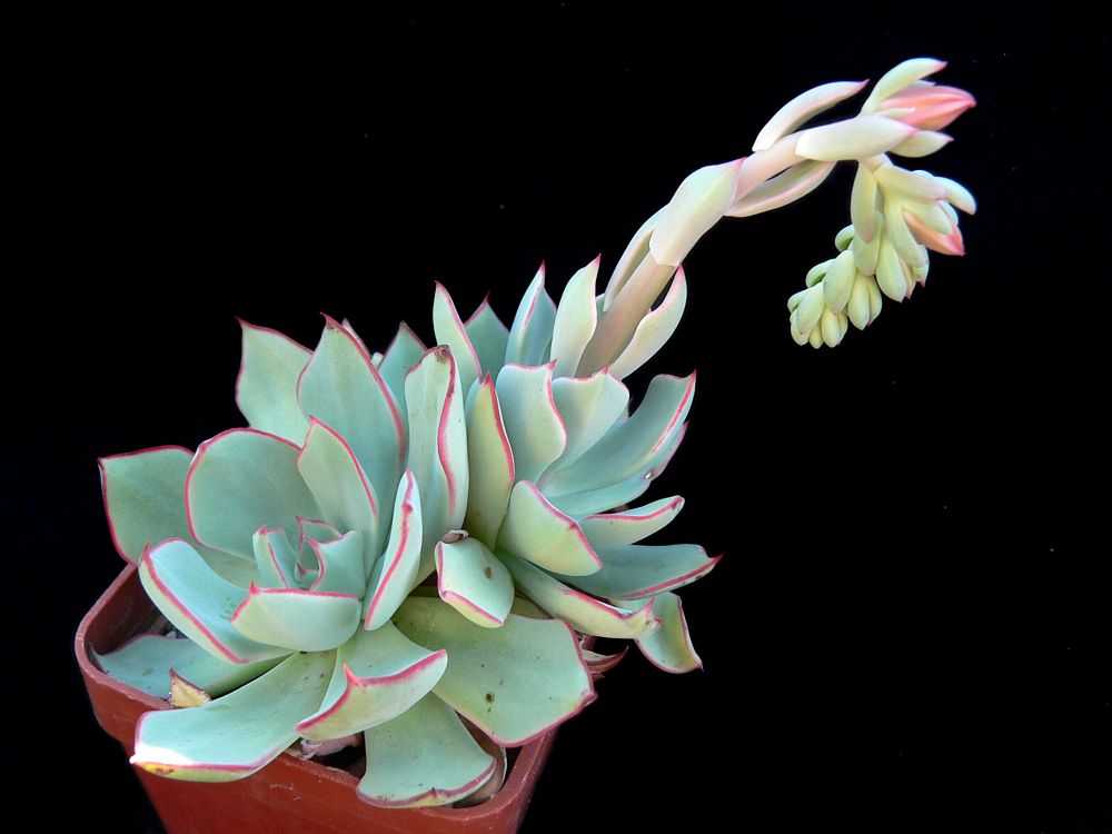 Echeveria strictiflora, Ramos Arispe, SB 322