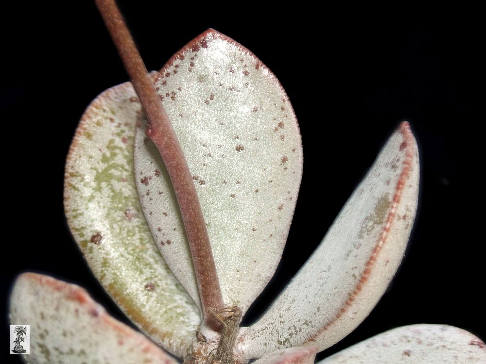 Adromischus alstonii, Piketberg