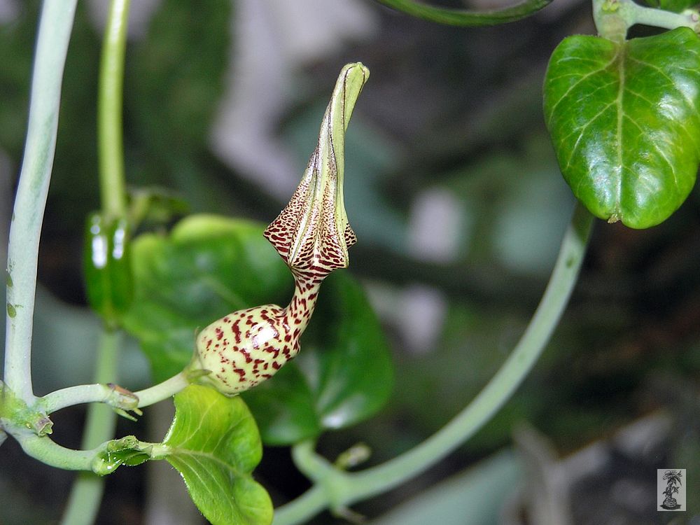 Ceropegia ballyana