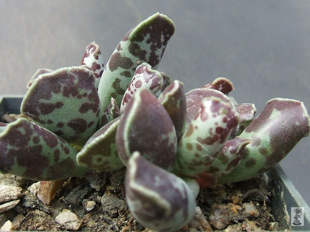 Adromischus cooperi, GM 99