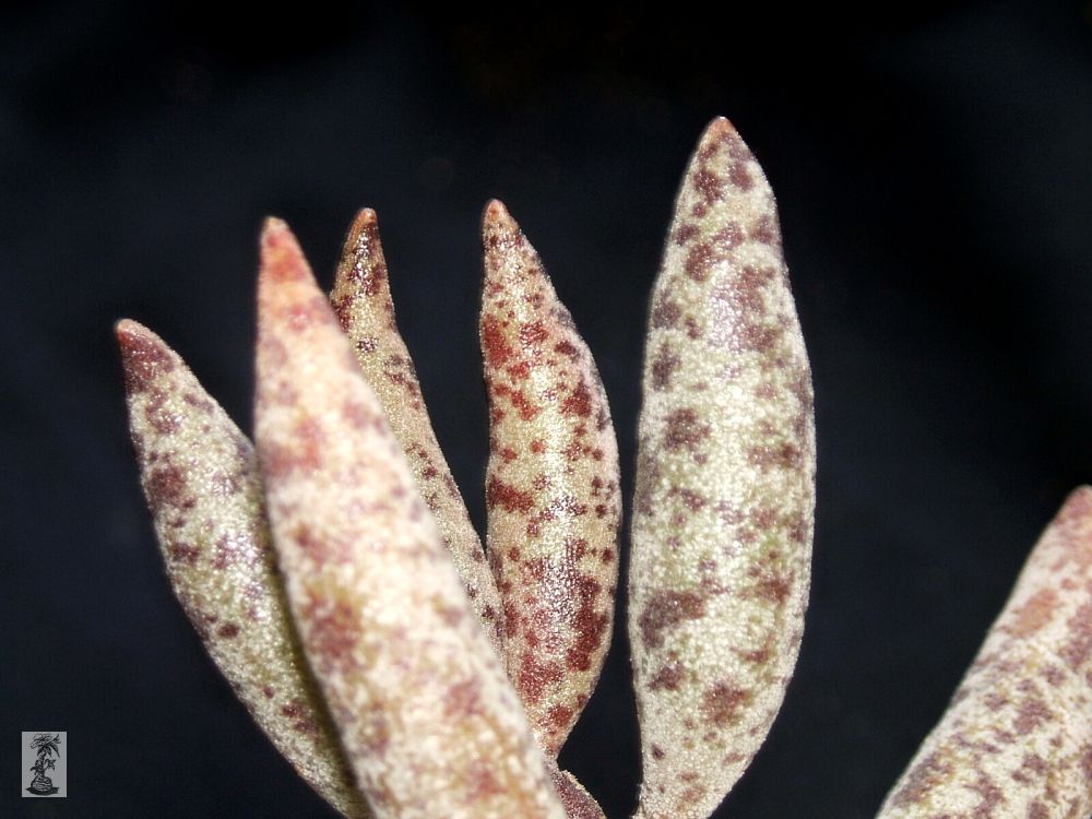 Adromischus  filicaulis 'tricolor' Lav 25992