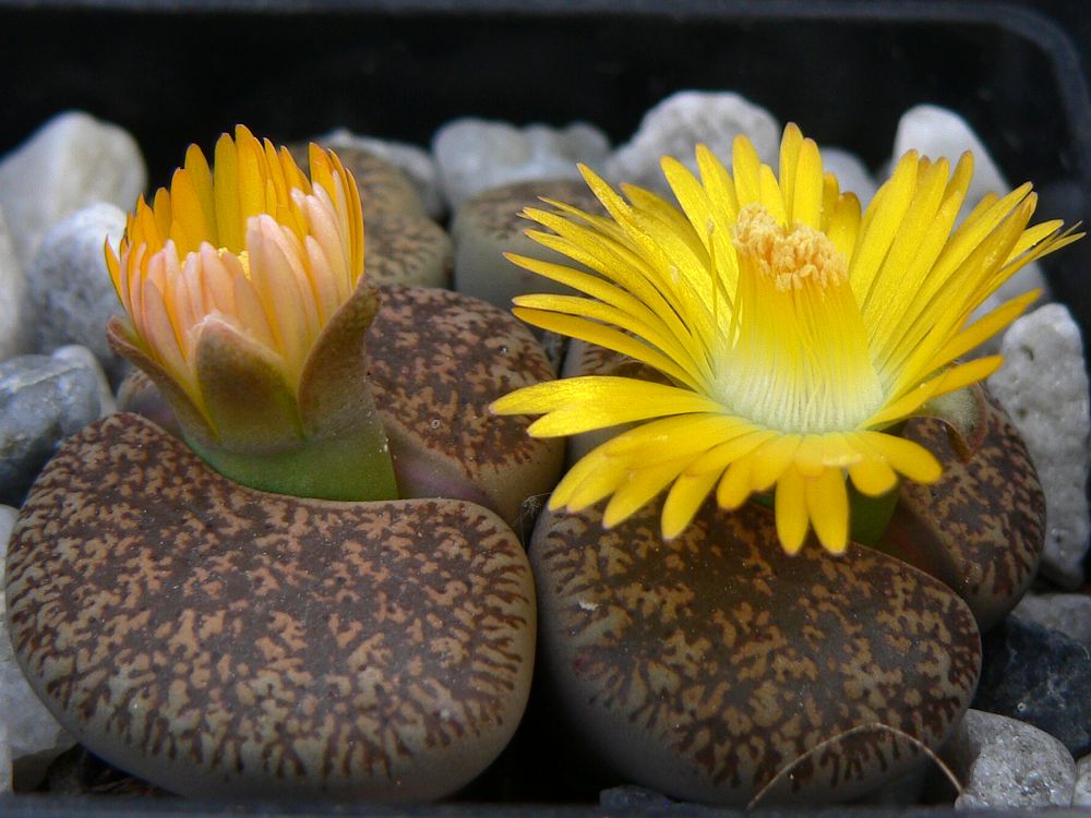 Lithops lesliei 'Kimberly form', C 14