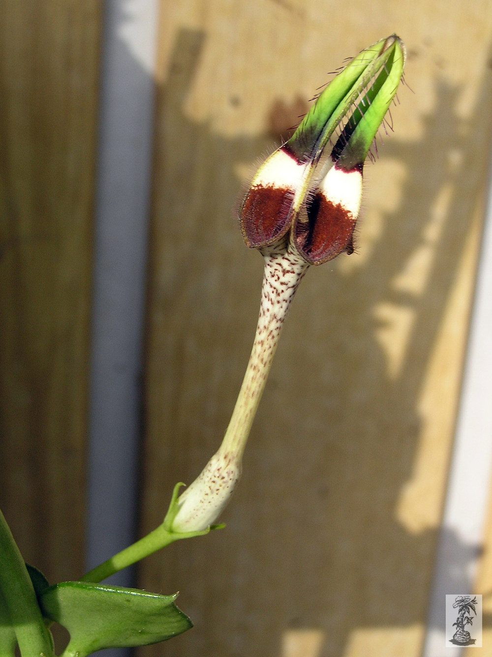 Ceropegia radicans 2   