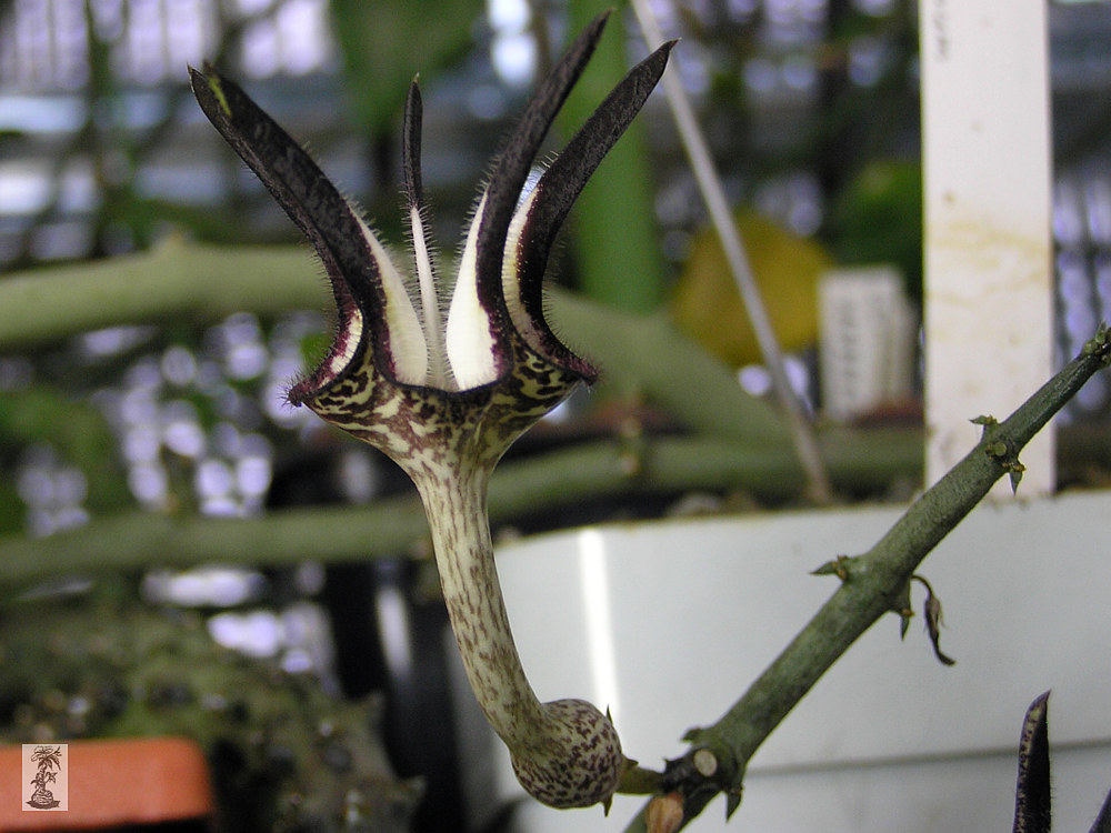 Ceropegia stapeliiformis ssp. sempertina