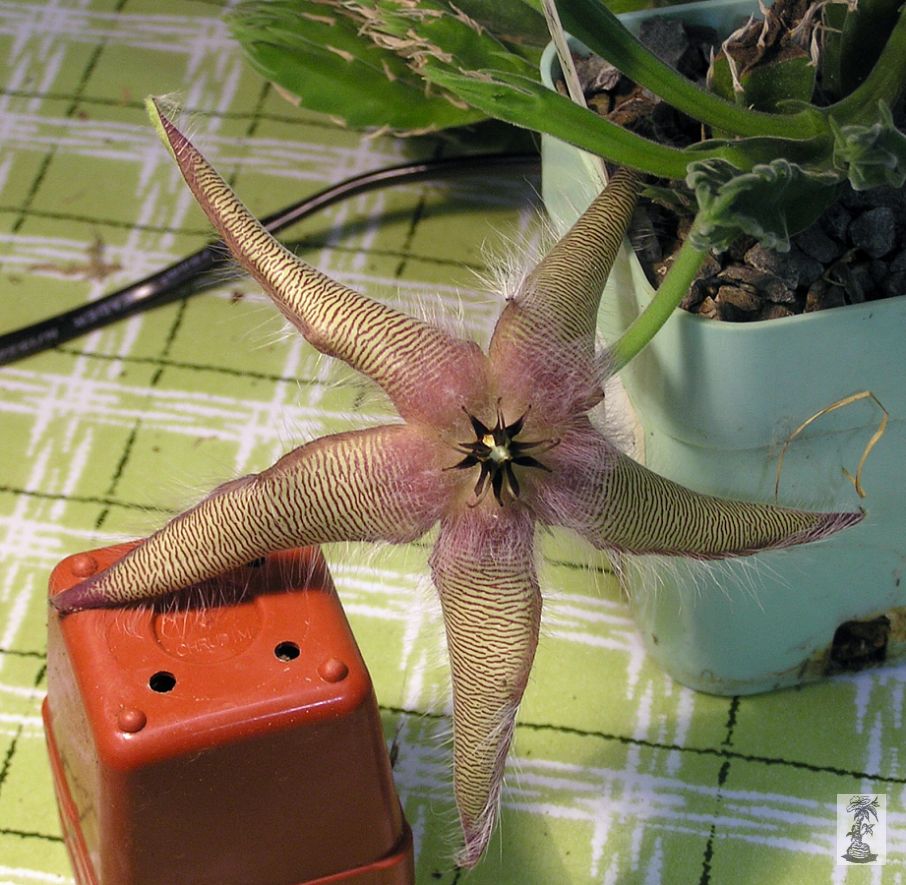 Stapelia gettliffei