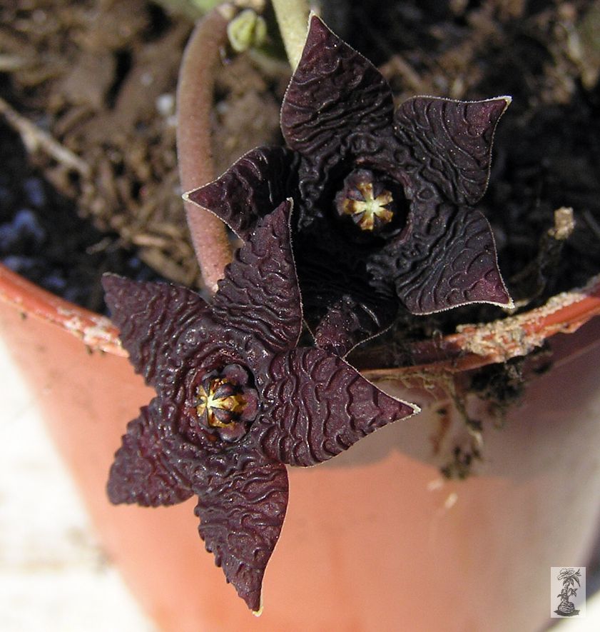 Stapelia similis, Sadawa