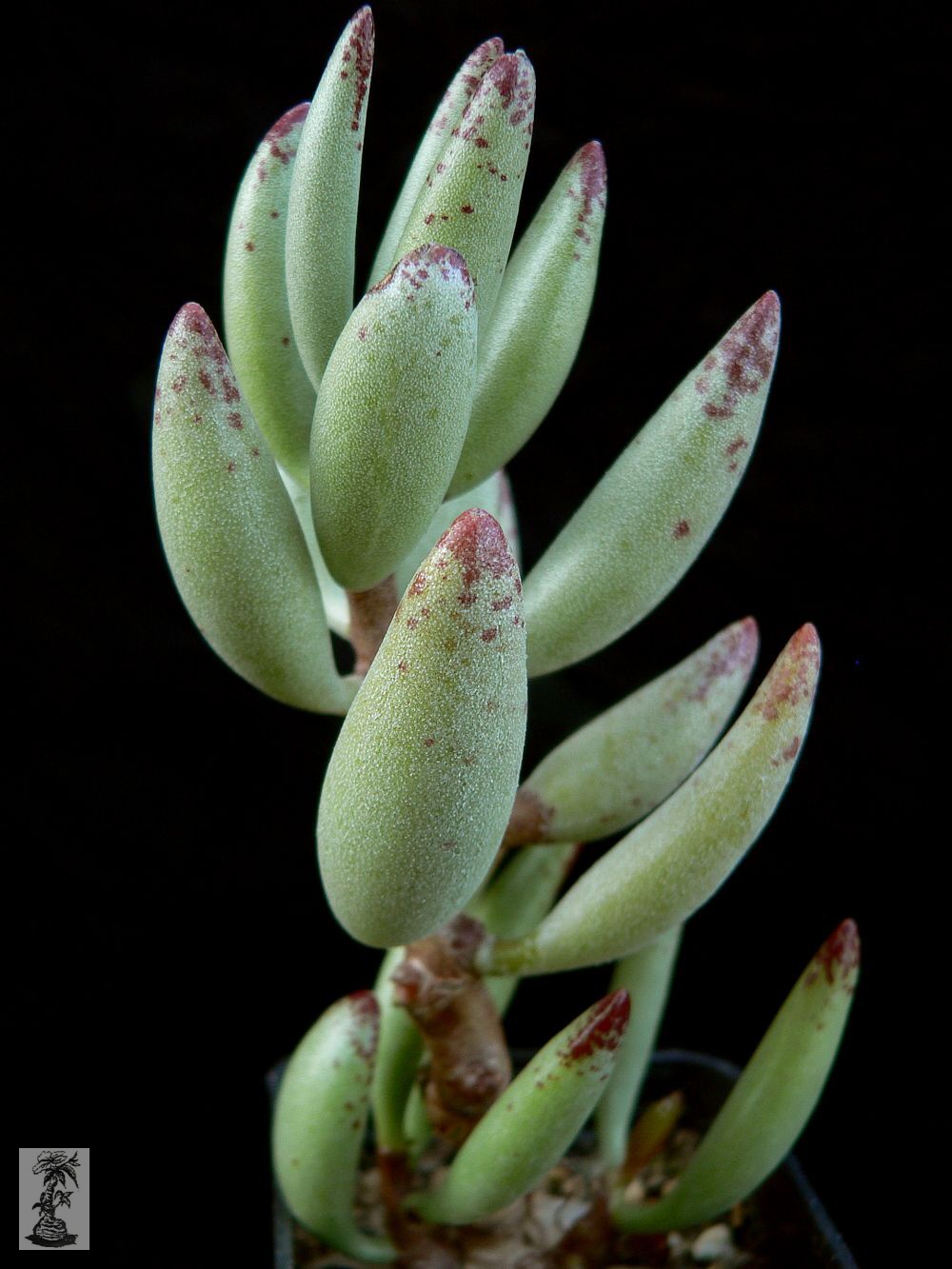 Adromischus filicaulis, Die Drif, SB 1595