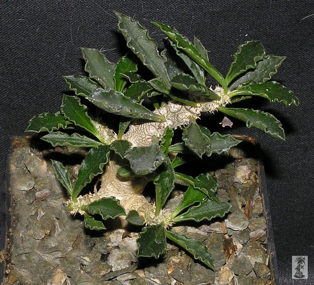 Euphorbia capsaintemariensis