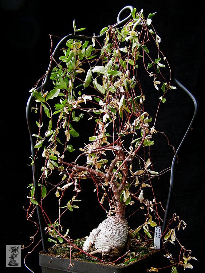 Fockea capensis (syn. F. crispa)