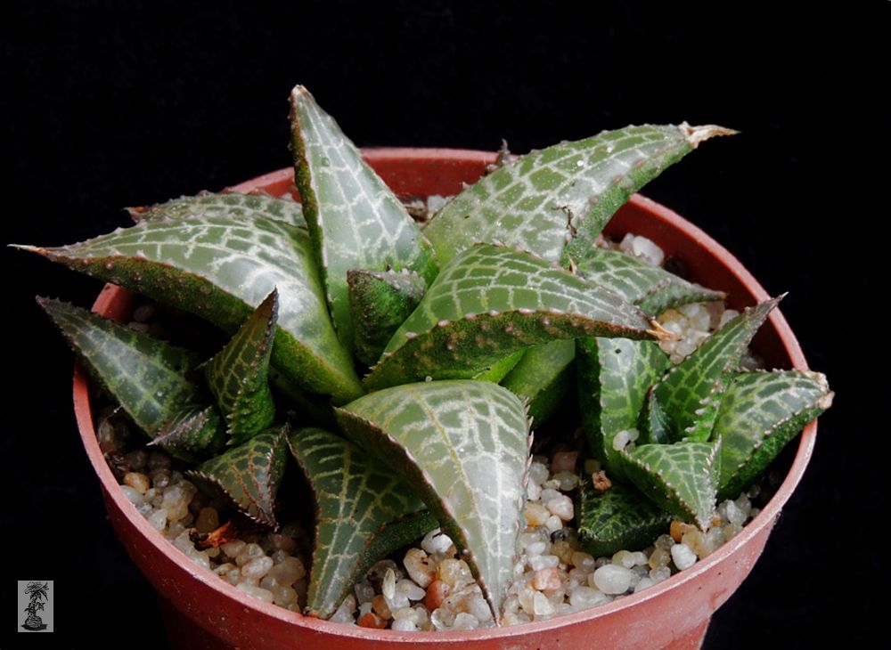 Haworthia venosa ssp. tessellata