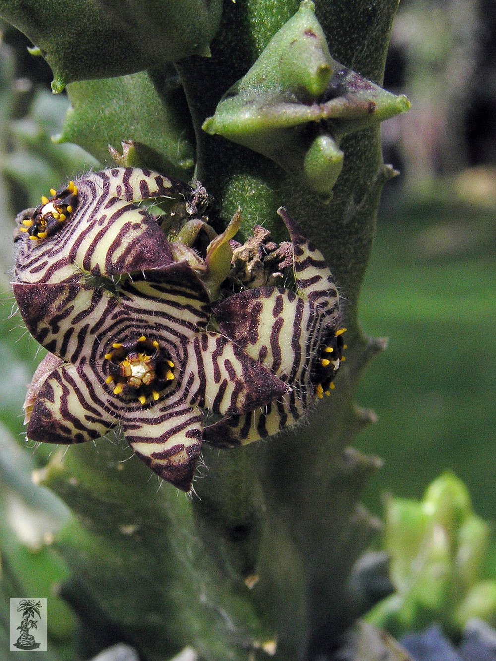 Caralluma europaea