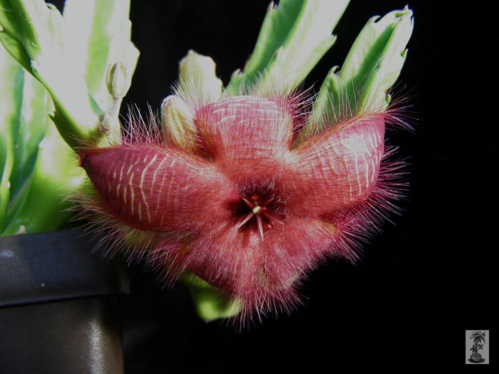 Stapelia hirsuta