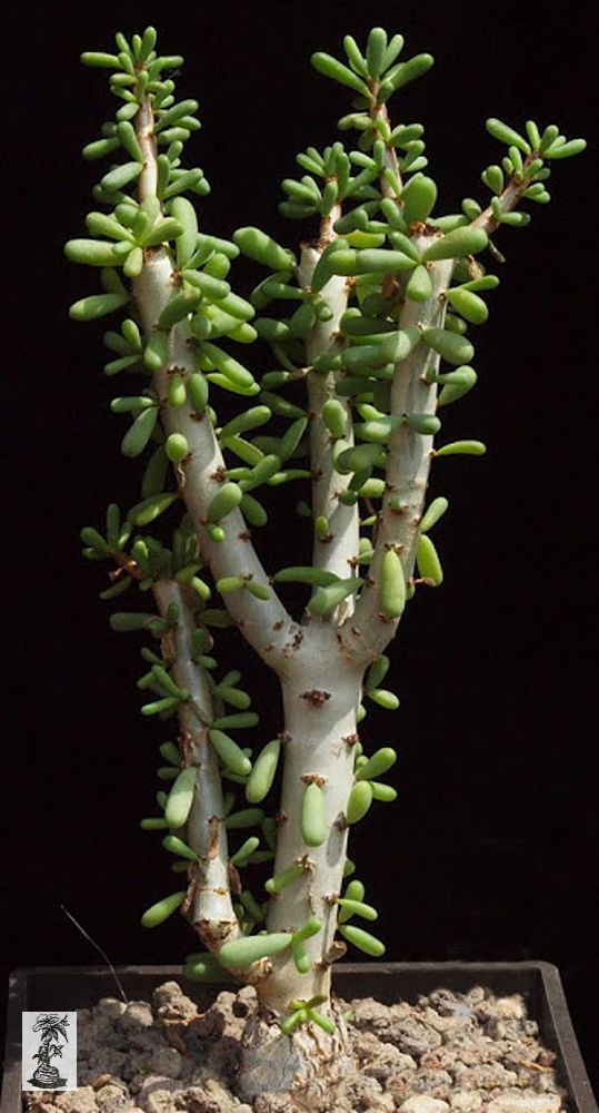 Ceraria namaquensis