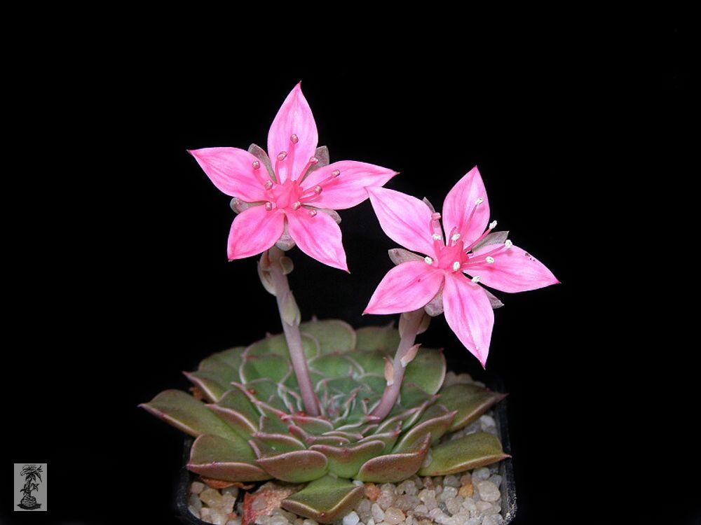 Graptopetalum bellum